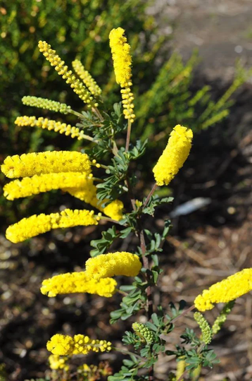 Acacia Drummondii Ssp - 30+ Seeds Dwarf Wattle