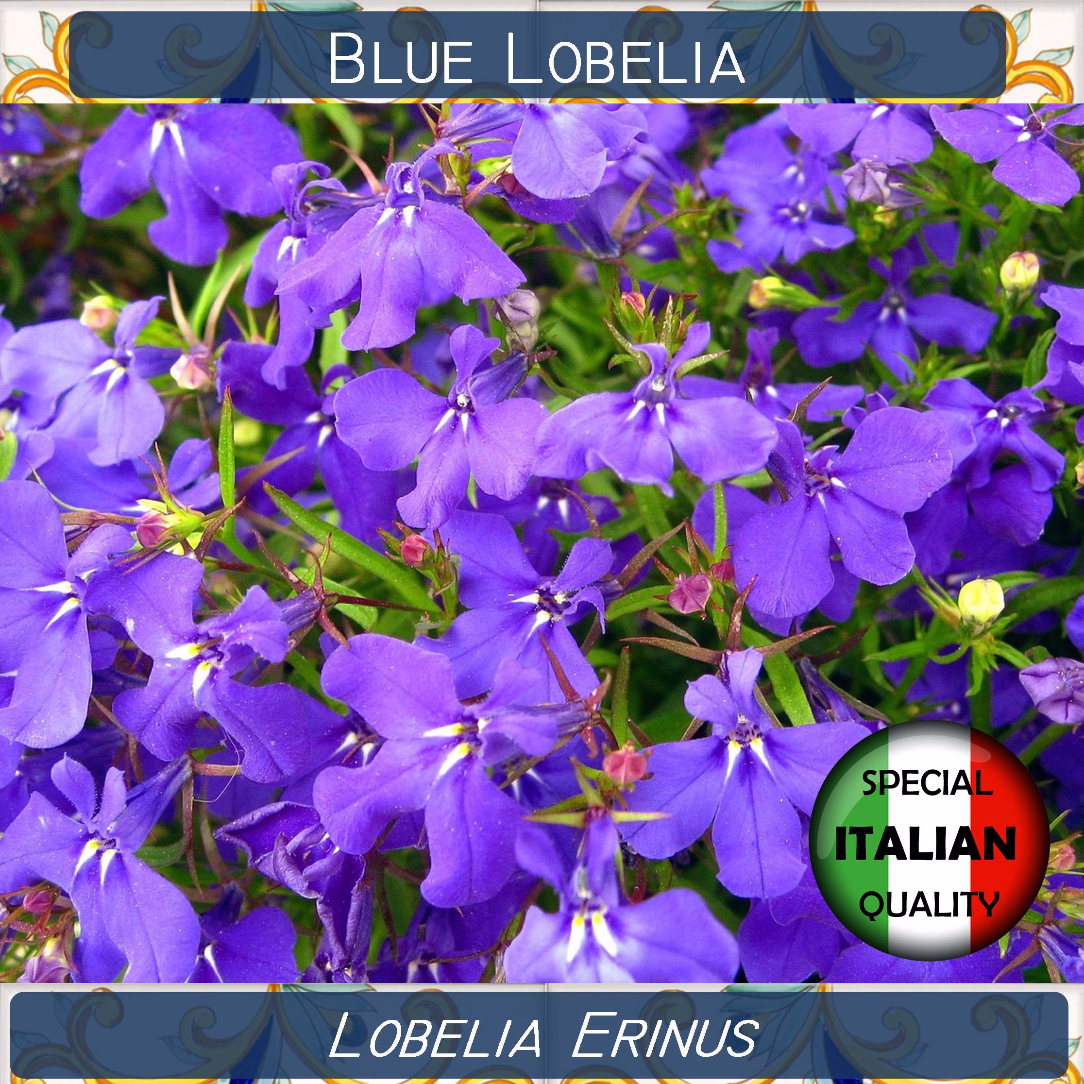 2000+ Blue Lobelia Seeds, Erinus Cristal Palace Annual Flower Seeds #p4211