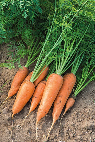 3, 000 Chantenay Red Cored Carrot Seeds - Non-Gmo Heirloom Can Or Freeze