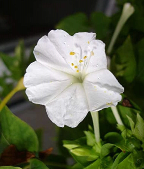 Mirabilis
