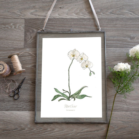 Moth Orchid Botanical Print Watercolour, Plant Illustration, Kitchen Art, Gift For Her, Wall Art