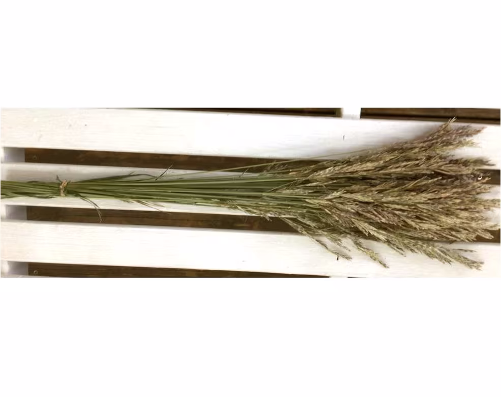 Dried Natural Meadow Grass Dried Flower Small Bunch Tan/Green Grass On Stems For Country Decor Farmhouse Prim Flowers Wedding Rustic
