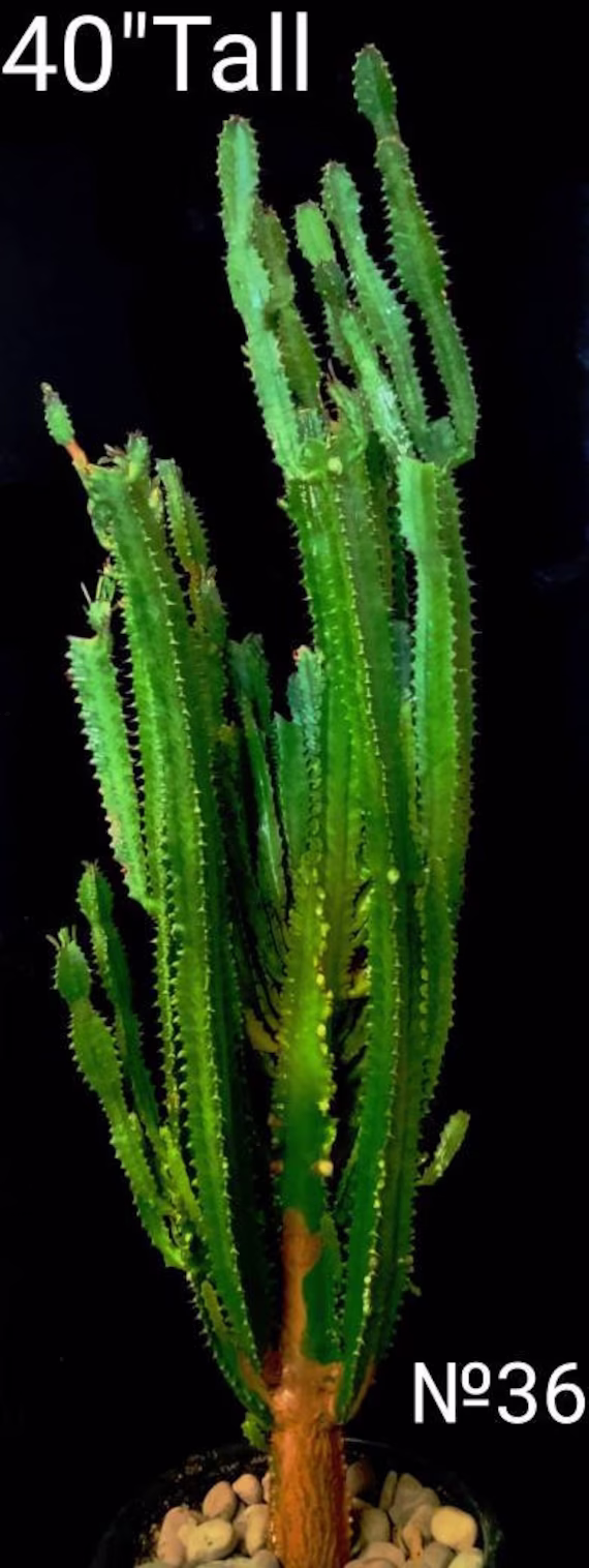 xl Green Euphorbia Trigona| African Milk Tree| Cathedral Cactus| High Chaparral , Abyssinian Euphorbia. Tropical Cactus Zone 9