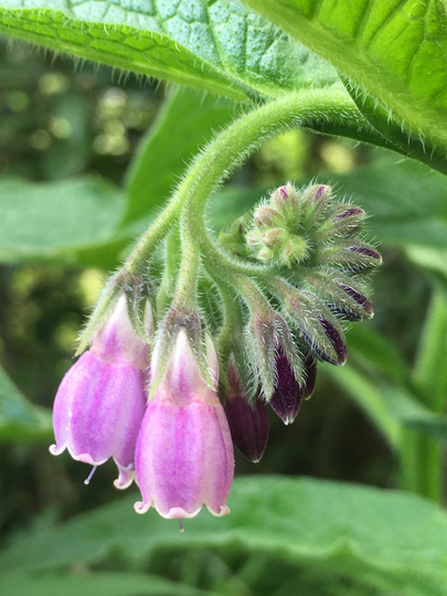 Comfrey Flower Essence