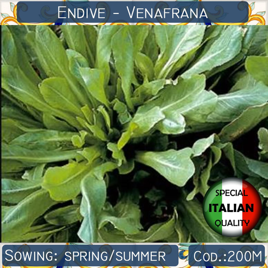 250+ Endive Venafrana Seeds, Rare Italian Vegetable Non Gmo #200M