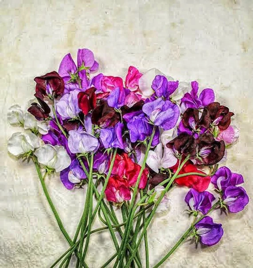 Sweet Pea Bijou Mix 8 Seeds | Dwarf Growing With Splendid Colours