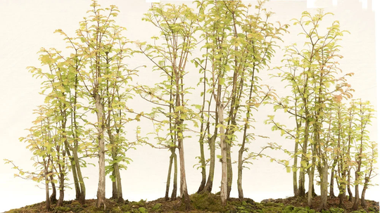 Redwood Bonsai Tree Forest Seeds - 25 Made in Usa