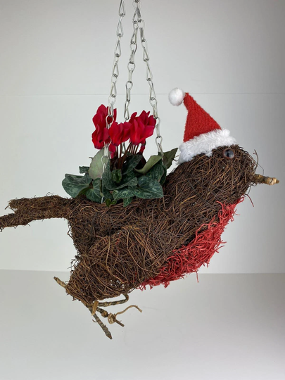 Robin Christmas Hanging Basket With Red Cyclamen Gift