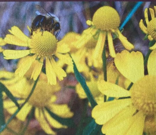 Organic Non Gmo Autumn Sneezeweed Perennial Late Summer Bloomer