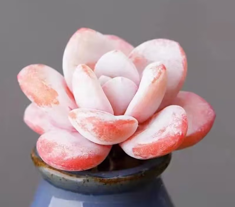 Seeds - Rare Echeveria Laui | 10 Seeds/Rare Succulents Exotic