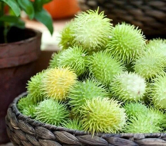 Ornamengal Cucumber Hedgehog - 25 Seeds Cucumis Dipsaceus Exotic Vegetable