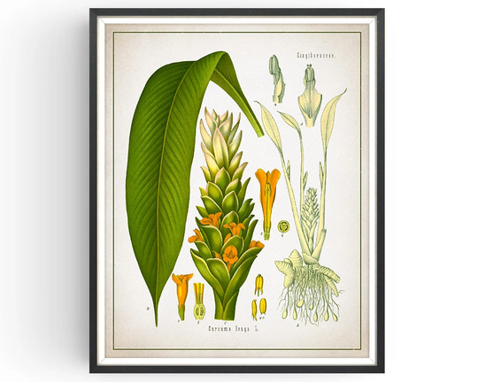 Turmeric - Botanical Print Vintage Spice Medicinal Plant Botany Decor Kitchen Unframed
