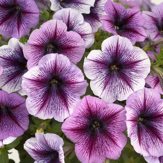 Bin#2R6D8 Trilogy Purple Vein Trailing 25 Pelleted Petunia Seeds Flower