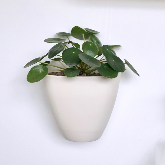 Sierra Porcelain Wall Planter Box, Modern