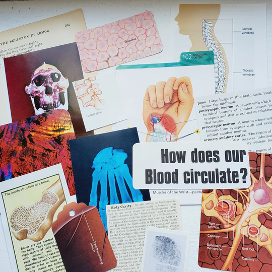 Anatomy Paper Kit #9, Medicine, Skeleton. Vintage Ephemera, Scrapbook, Snail Mail, Junk Journal, Collage, Decoupage