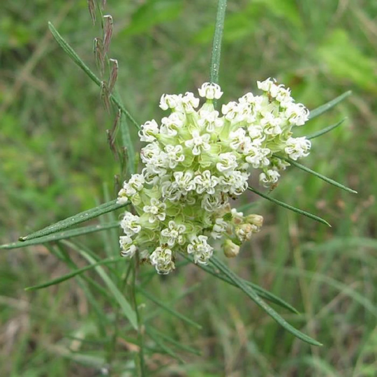 Whorled Milkweed | Asclepias Verticillata Packet Of 12 Seeds With Free Shipping