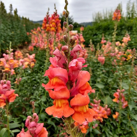Snapdragon Orange Wonder Seeds 50