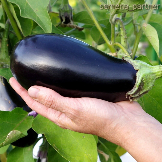 Eggplant Seeds Sauran