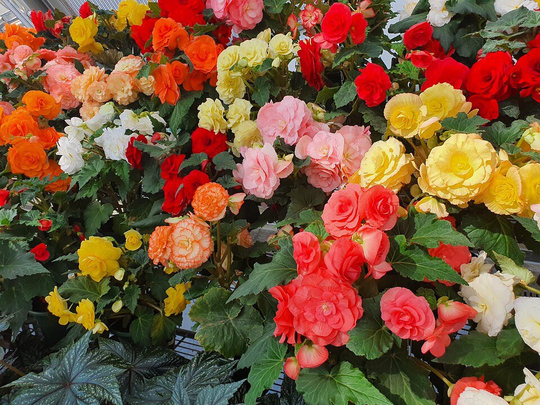Begonia F1 Nonstop Mixed Approx. 10 Seeds | Pellets