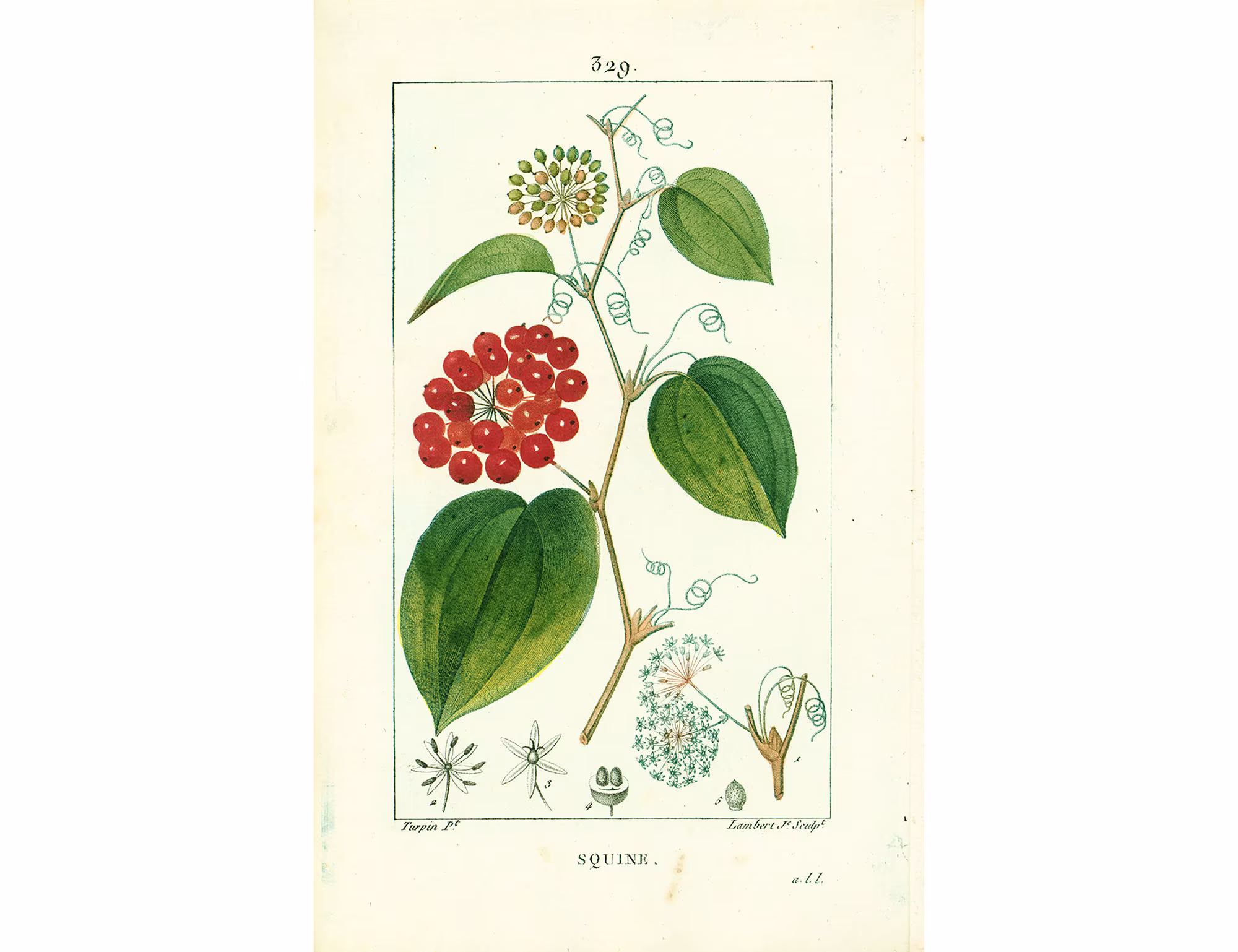 1814 Antique Smilax Print Natural History Botanical Botany Wall Art Framing Home Decor