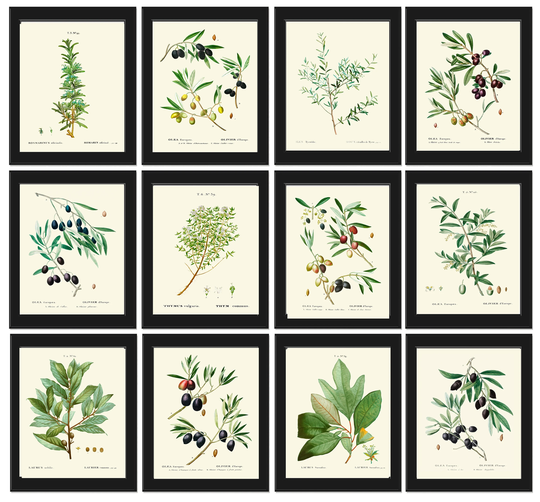 Kitchen Dining Room Wall Art Print Set Of 12 Beautiful Antique Herbs Spices Farmhouse Garden Cottage Interior Design Home Decor To Frame Tda