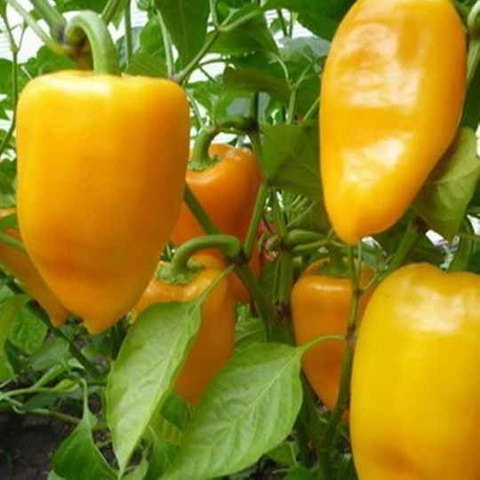 Sweet Pepper Zlata Seeds Open-Pollinating Non Gmo For Planting | 204548
