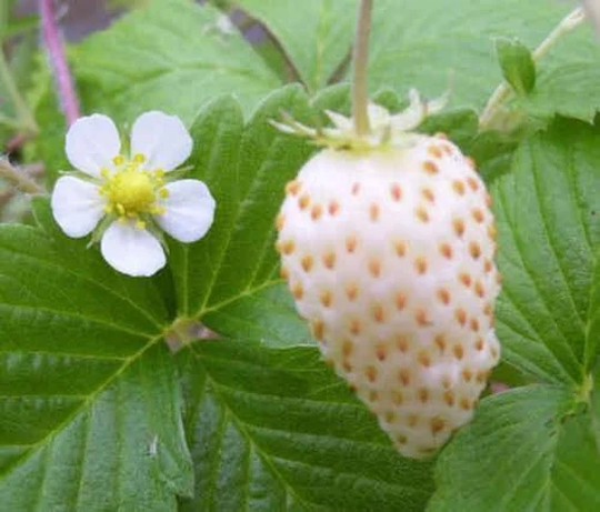 Wild Strawberry - White Soul/ Fragaria Vesca Soul/25+ Seeds Perennial
