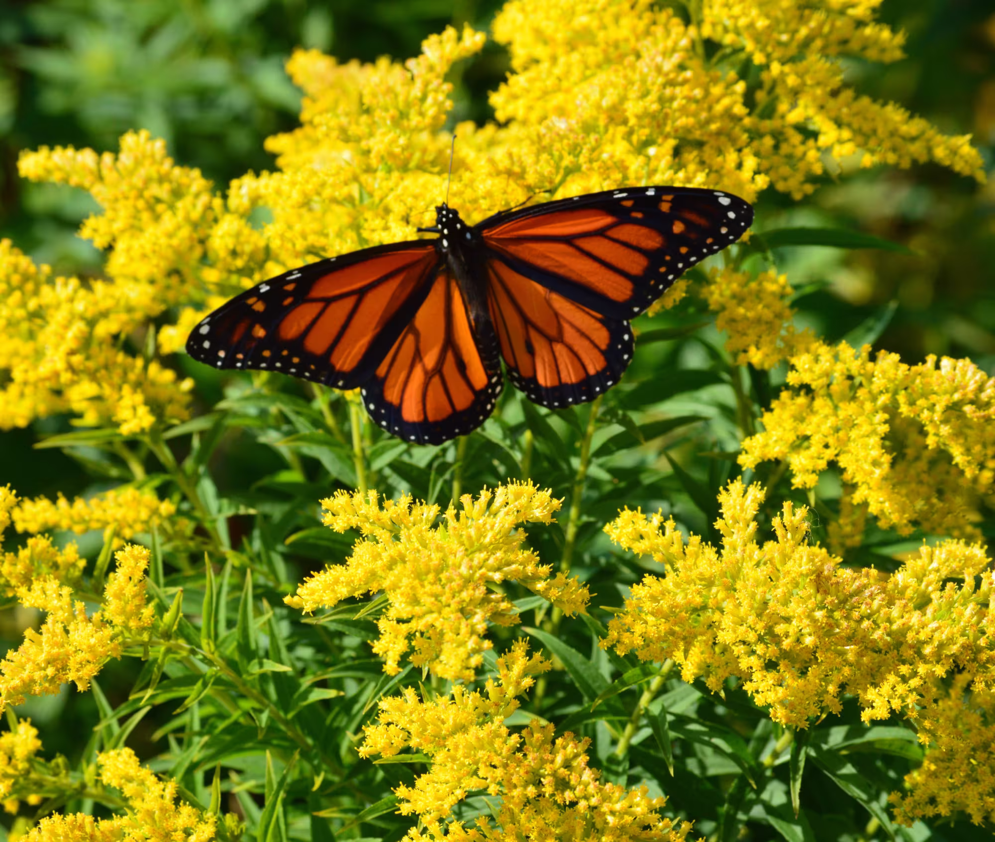 Goldenrod | Solidago Sp. Packet Of 25 Seeds With Free Shipping