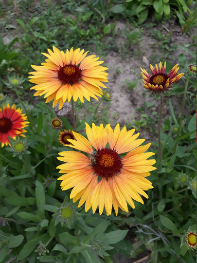 Seeds Of Gaillardia Pulchella, Mix - Orange & Yellow Colors, Organic Seeds, 20+ Seeds