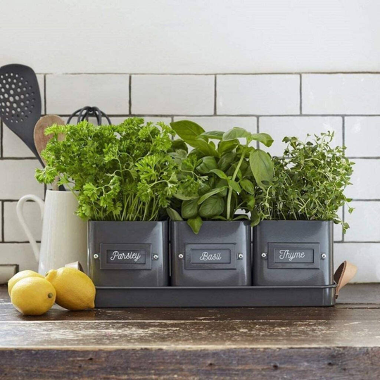 Set Of Three Herb Pots In A Leather Handled Tray