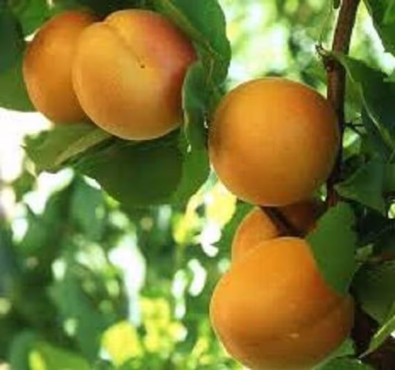 20 X Apricot Tree Seeds | Prunus Armenaica