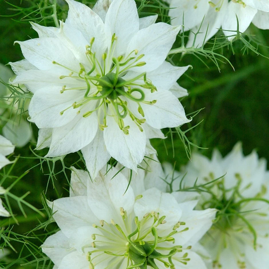 500 Nigella Miss Jekyl White Love in A Mist Seeds Nigelle Blanc Graines Schwarzkümmel Samen Di Damasco Bianca Sementi Zaden Zaad