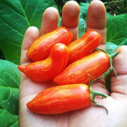 Vegetable - Tomato Sweet Casaday New 15 Premium Quality Seeds