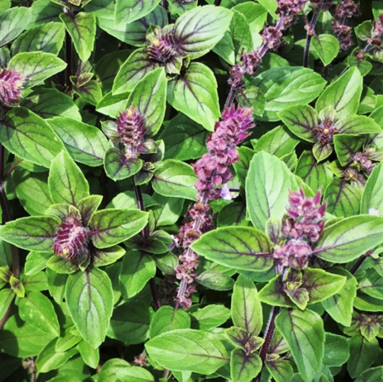 Persian Basil Seeds | Iranian Basil | Ocimum Basilicum Herb Garden Sabzi Thai Anise Licorice Mint Thyme Non Gmo Seed For 2023 Fast Shipping