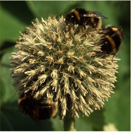 Echinops Bannaticus