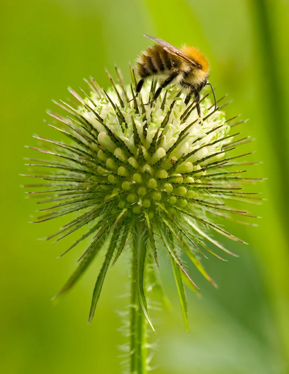 Lesser Teasel Dipsacus Pilosus, Approx 50 Seeds Goldfinches Food - Wild