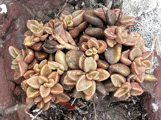 Sedum Caducum Succulent Plant Seeds -Rarely Offered - 10 X Seeds