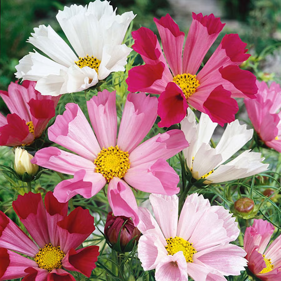 Cosmos Seashells Mixed, Approx. X50 Seeds