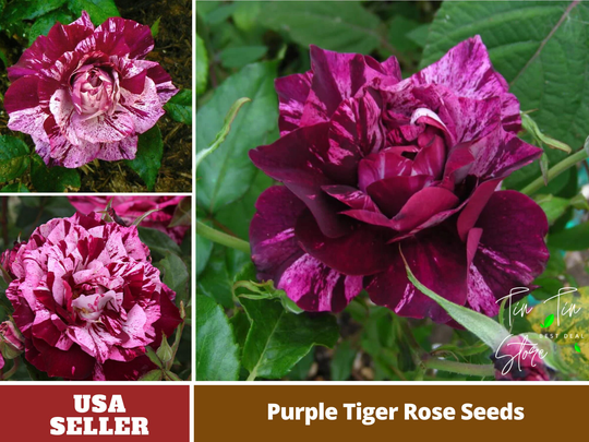 30+ Seeds| Purple Tiger Rose Seeds - Perennial -Authentic Seeds-Flowers -Organic. Non Gmo -Vegetable Seeds-Mix For Plant-B3G1#1080