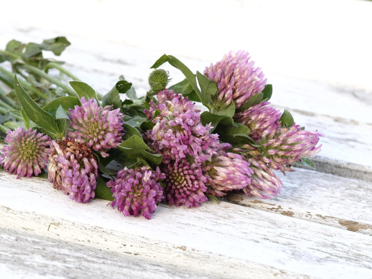 strawberry Clover Seeds, Medicinal Herb, 1500 Seeds // Non-Gmo, Trifolium Fragiferum