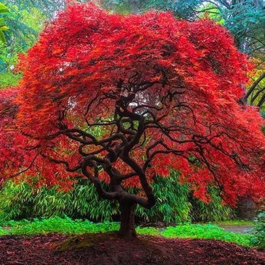 Japanese Amur Maple Tree | Acer Tataricum Ginnala Seeds