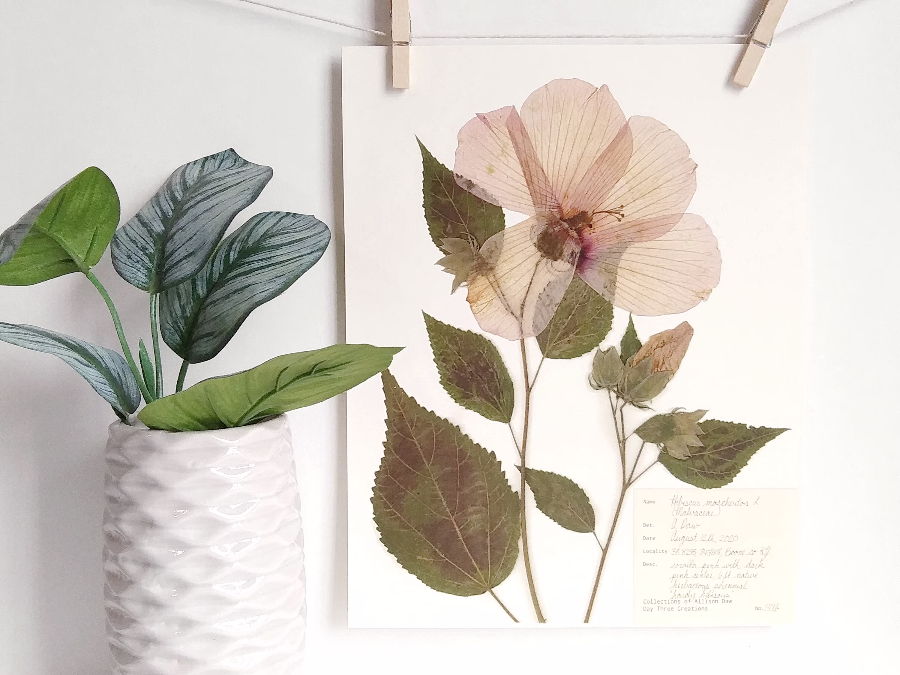 Hibiscus Print; Pressed Botanical Art Pink Flower For Girl Nursery Floral Wall Dried Print Native Wildflower Eco Friendly