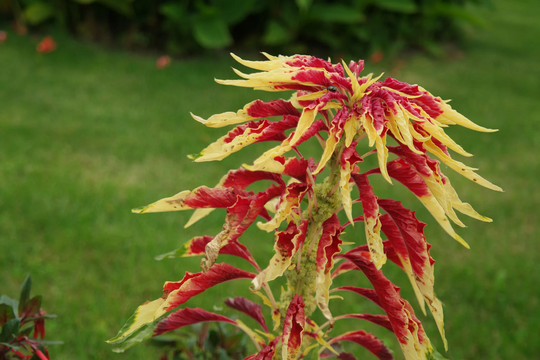 Amaranth Tricolor - 50 Seeds Non Gmo