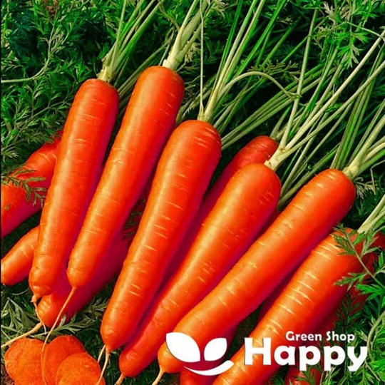 Carrot Korina - 1 500 Seeds Red Carrot Vegetable Seeds Nantes Type