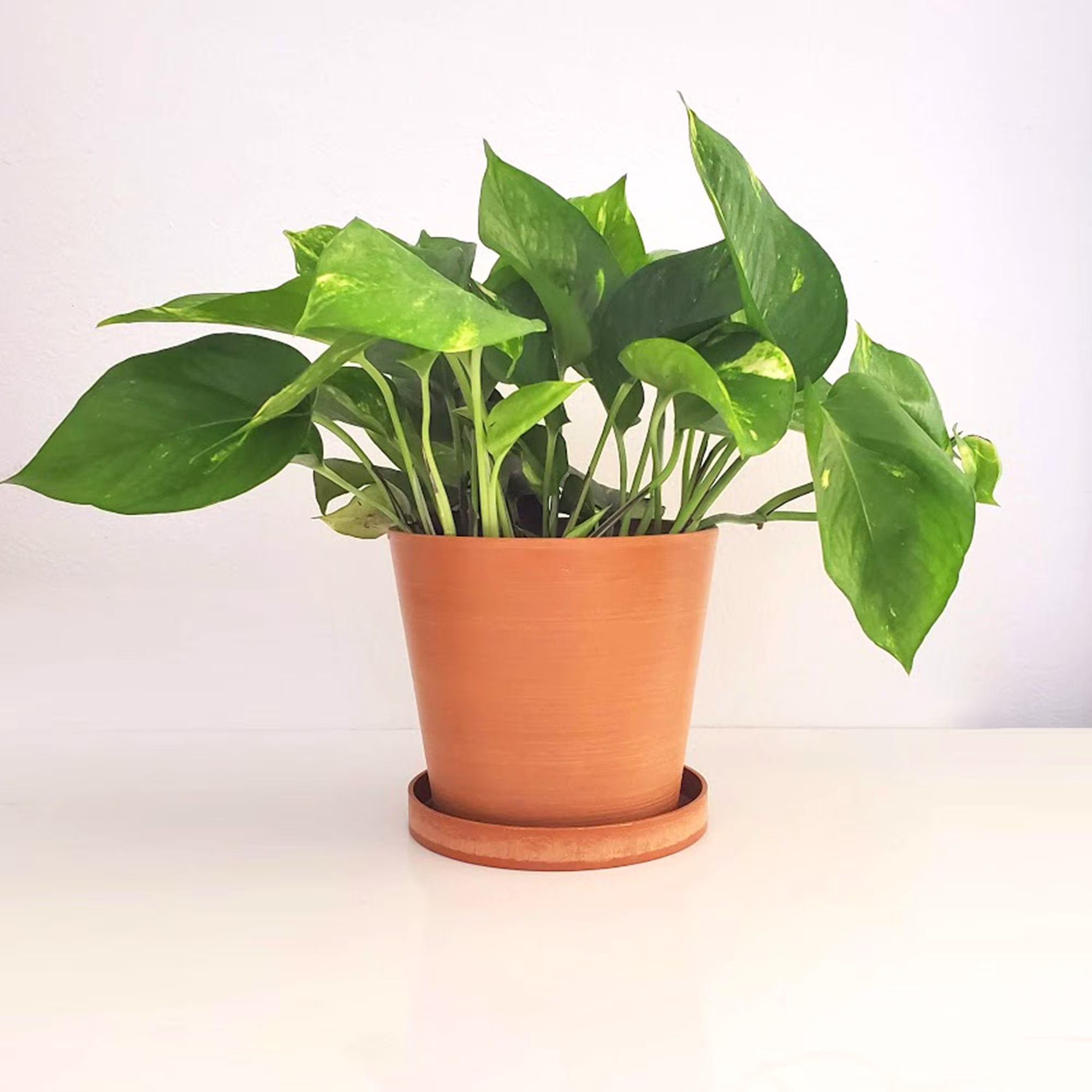 Lily - Circular Composite Planter With Saucer Light Terracotta Countertop Windowsill