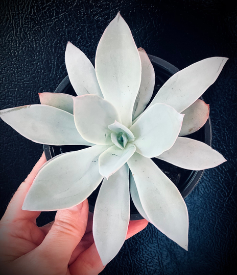 Echeveria " White Shadow