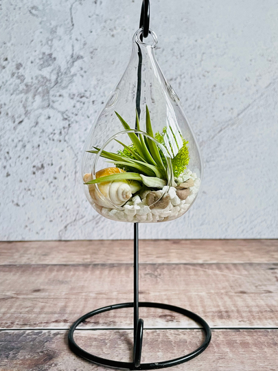 Air Plant Glass Terrarium Kit. Plant Gift Terrarium. Holder. Home Decor Gift. Diy Kit