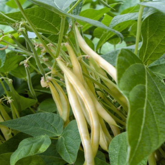 Gold Rush Bean Seeds, Yellow Bush Beans Heirloom, Non Gmo Open Pollinated Bean, 40 Seeds