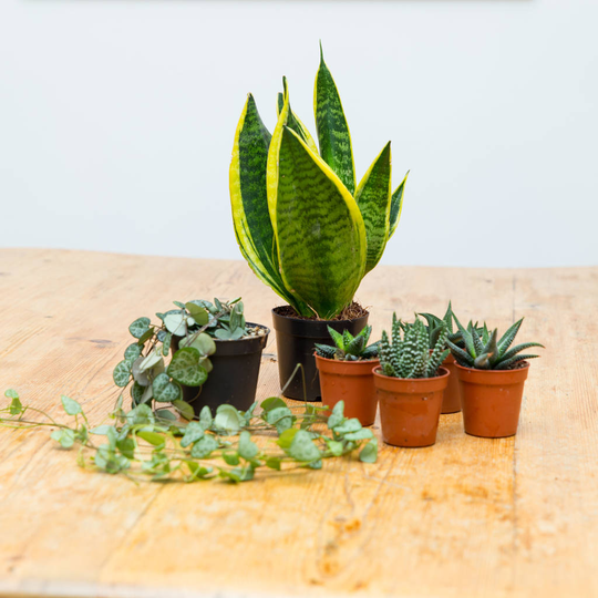 Five Succulent Plant Selection / Gift Set