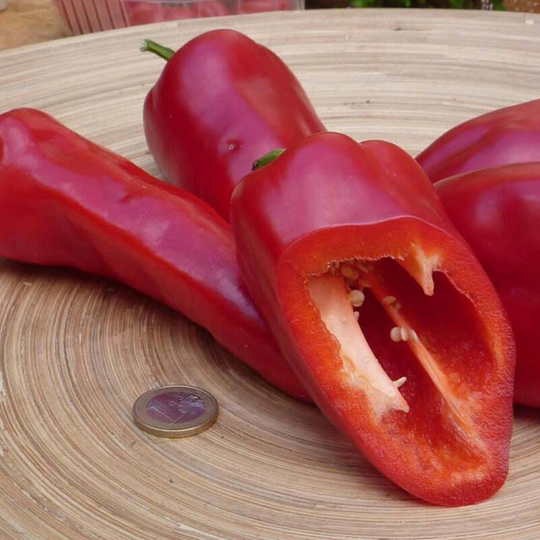 Sweet Pepper Roter Augsburger Seeds Heirloom Non Gmo For Planting | 204633